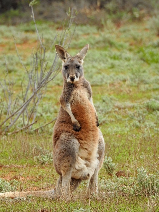 kangaroo-1563627_1280